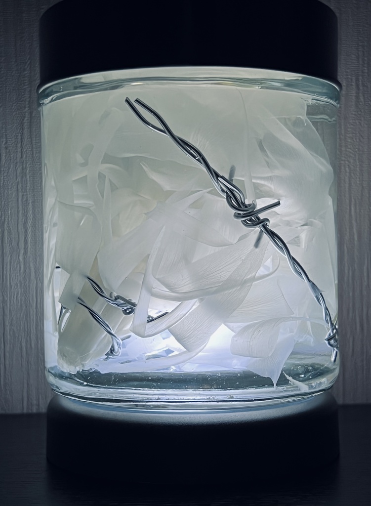 No.7:星屑の月下美人標本