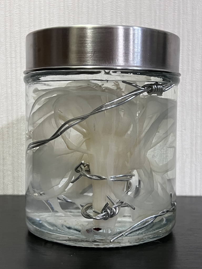 No.12:月下美人標本