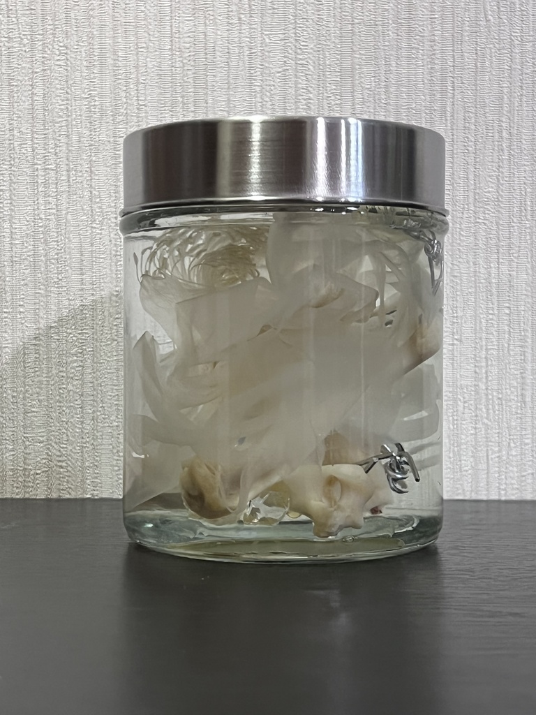 No.13:月下美人標本