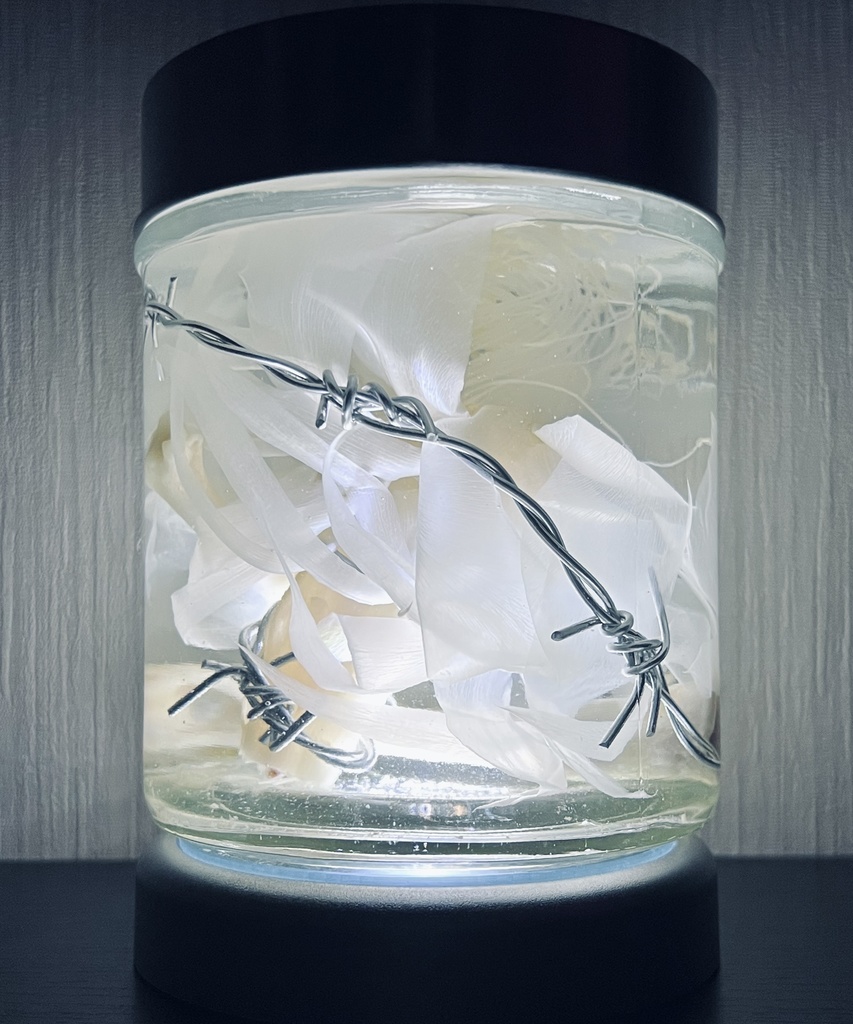 No.13:月下美人標本