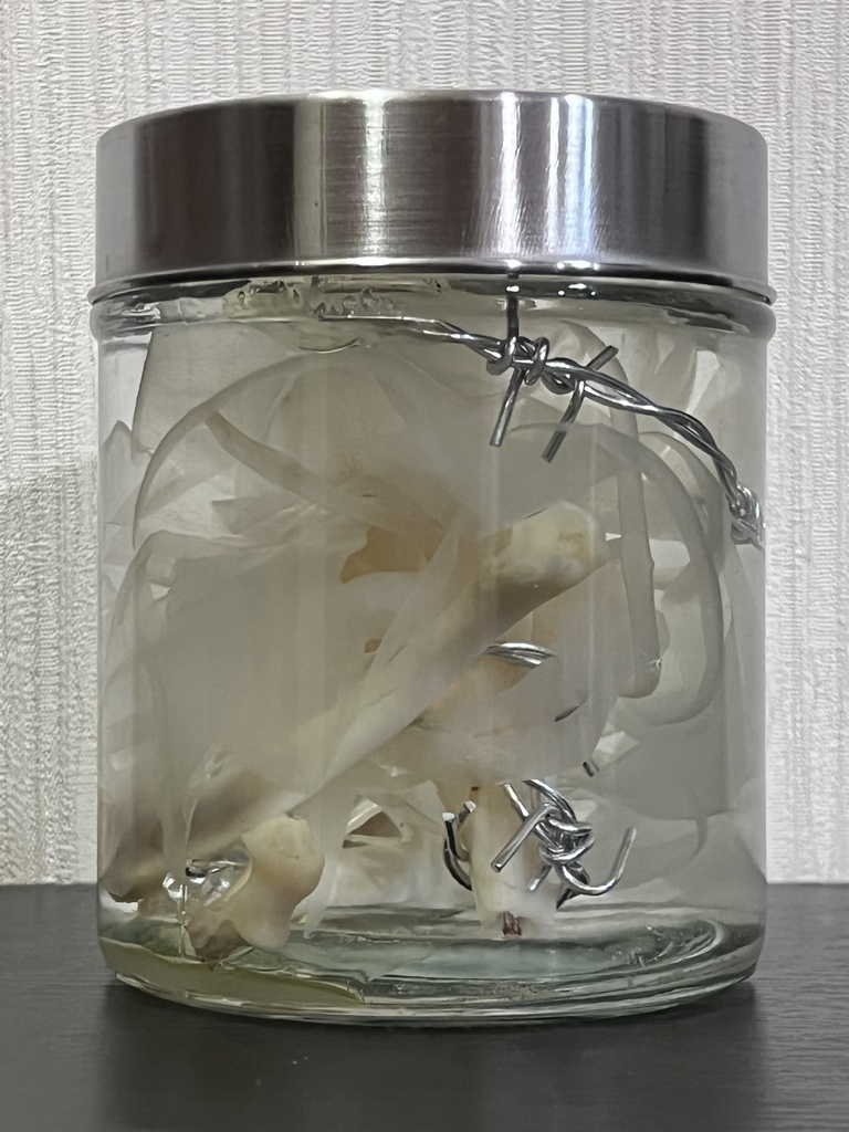 No.13:月下美人標本