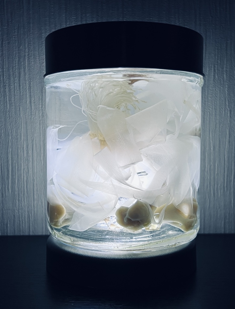 No.13:月下美人標本