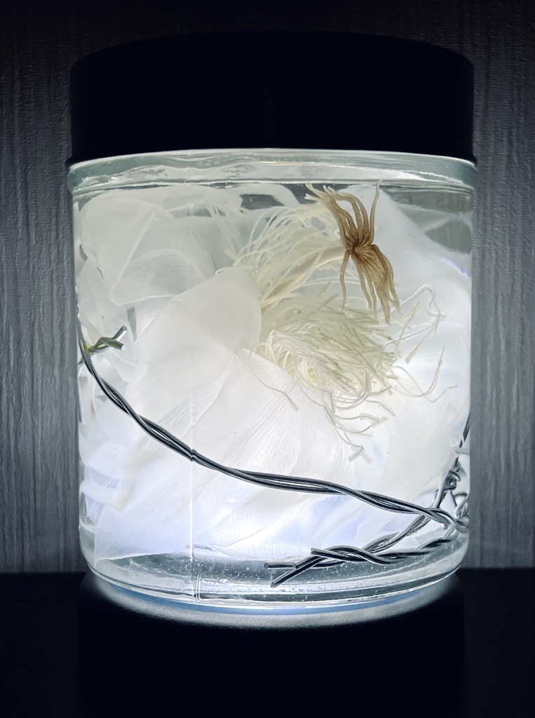 No.14:月下美人標本