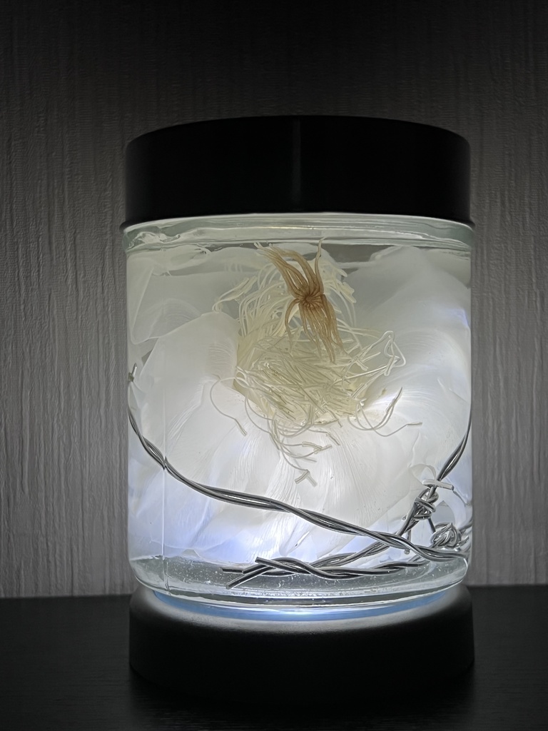 No.14:月下美人標本