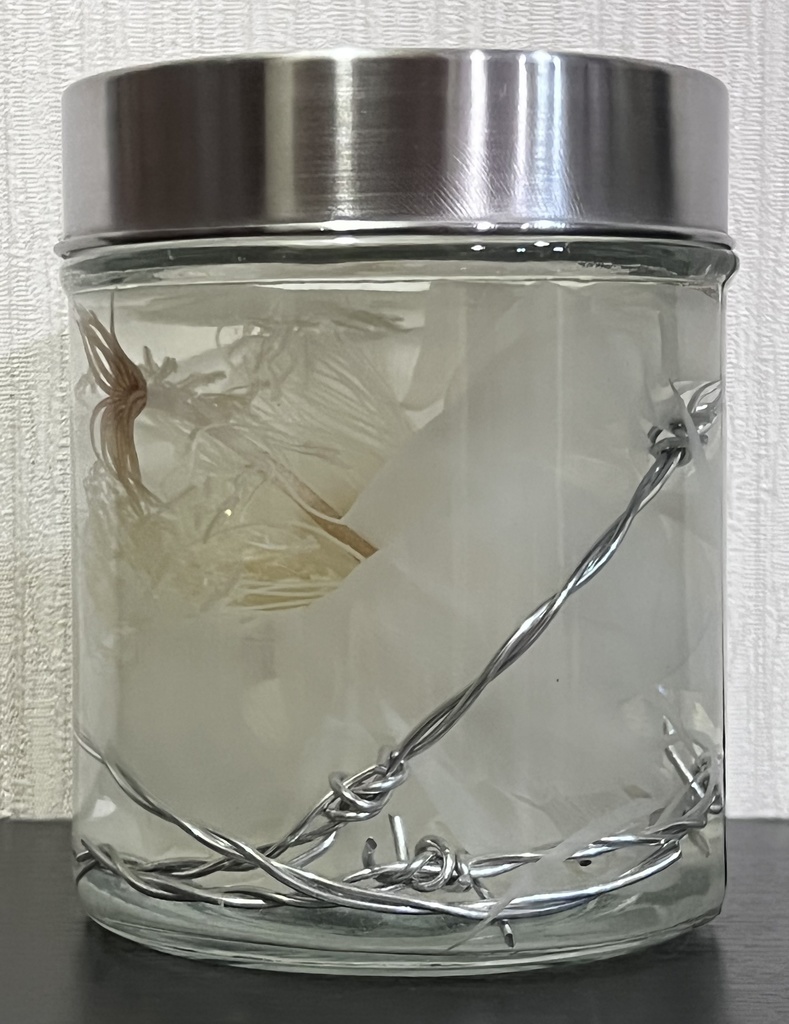 No.14:月下美人標本