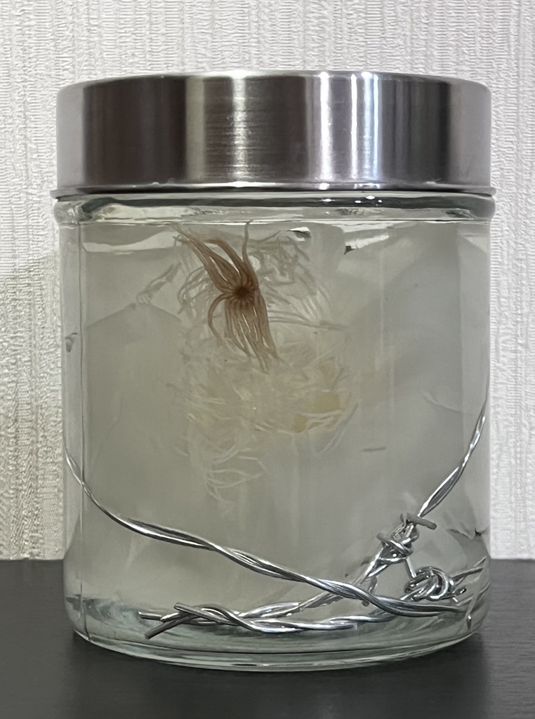 No.14:月下美人標本