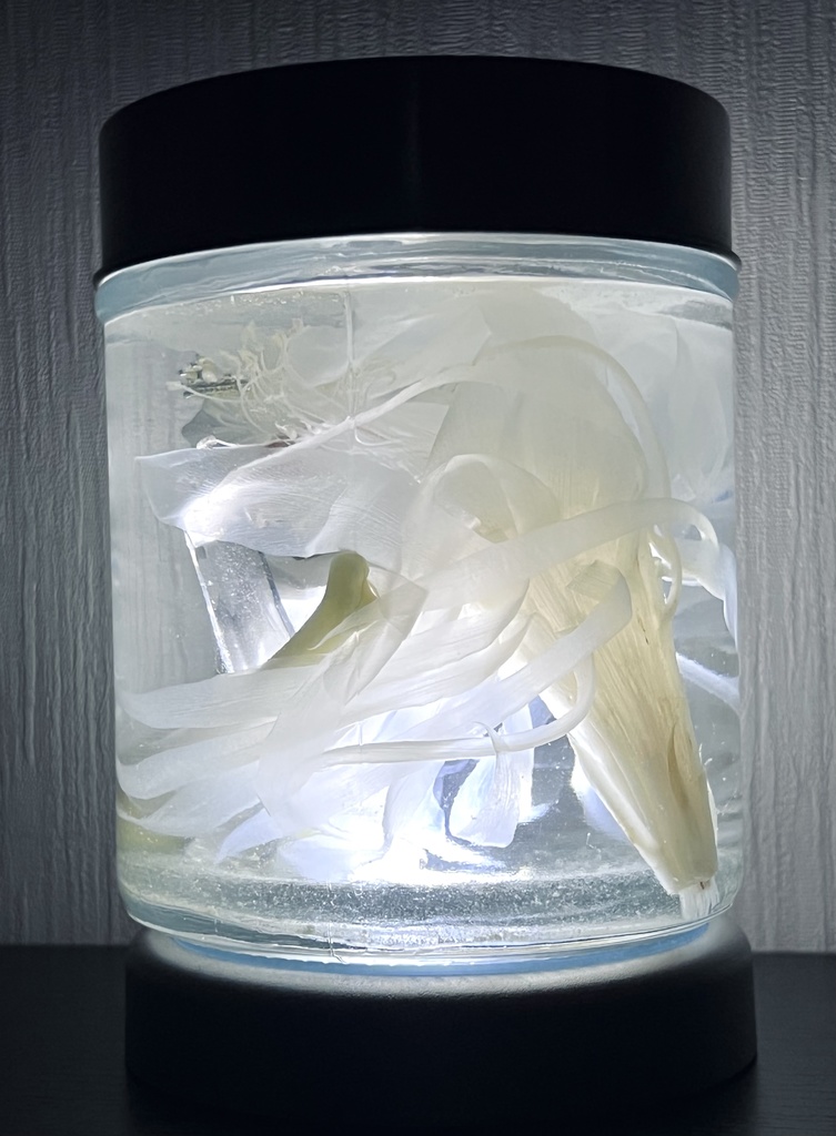 No.15:月下美人標本