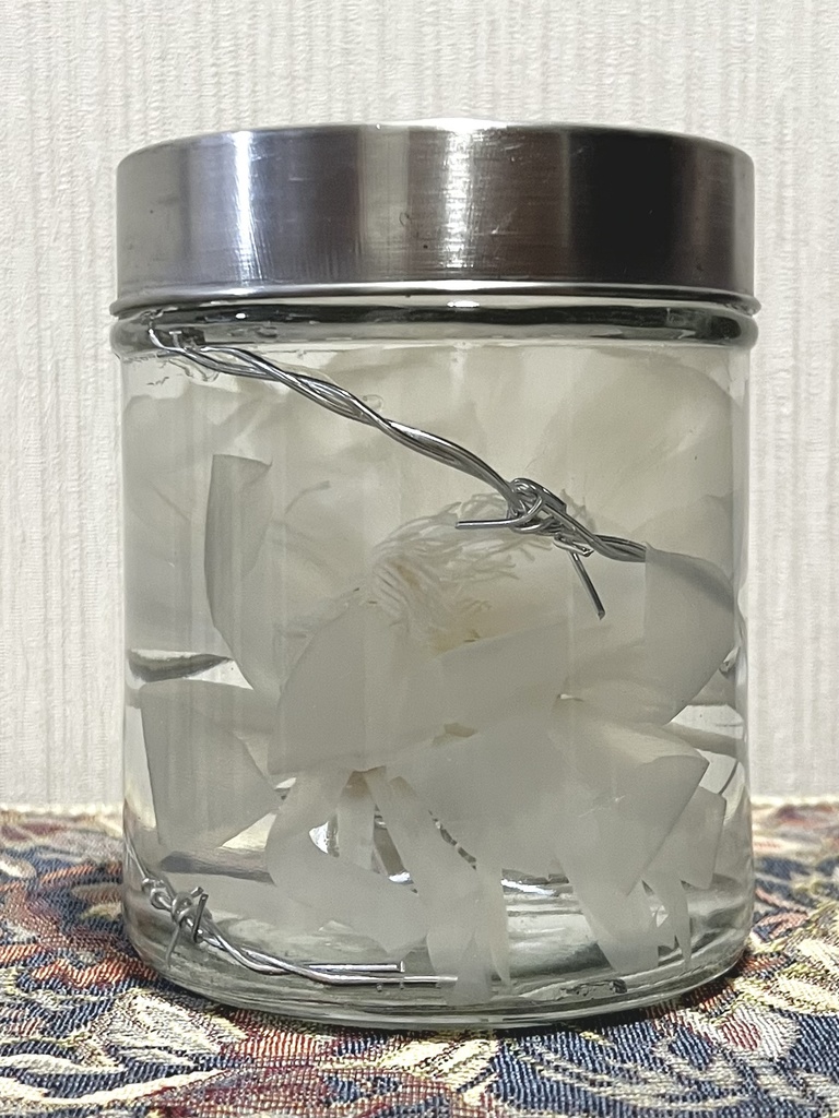 No.18:月下美人標本