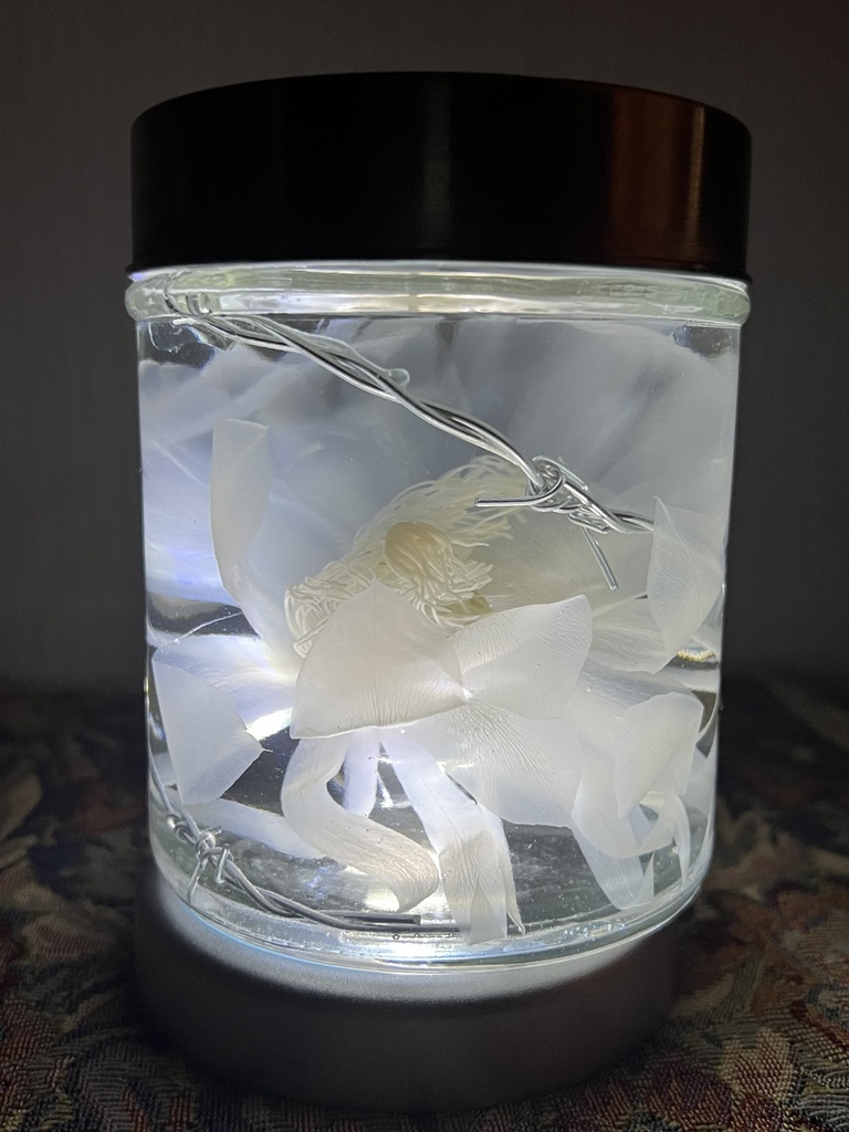 No.18:月下美人標本