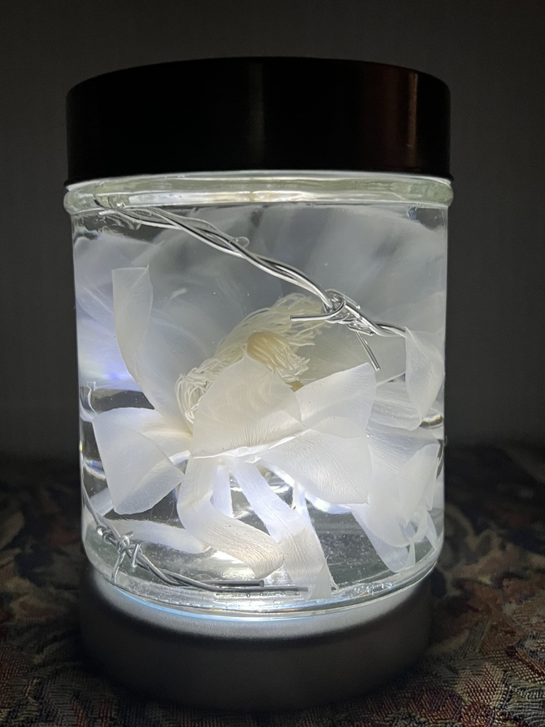 No.18:月下美人標本