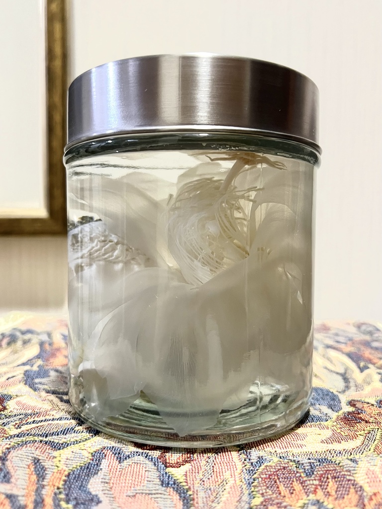 No.17:月下美人標本