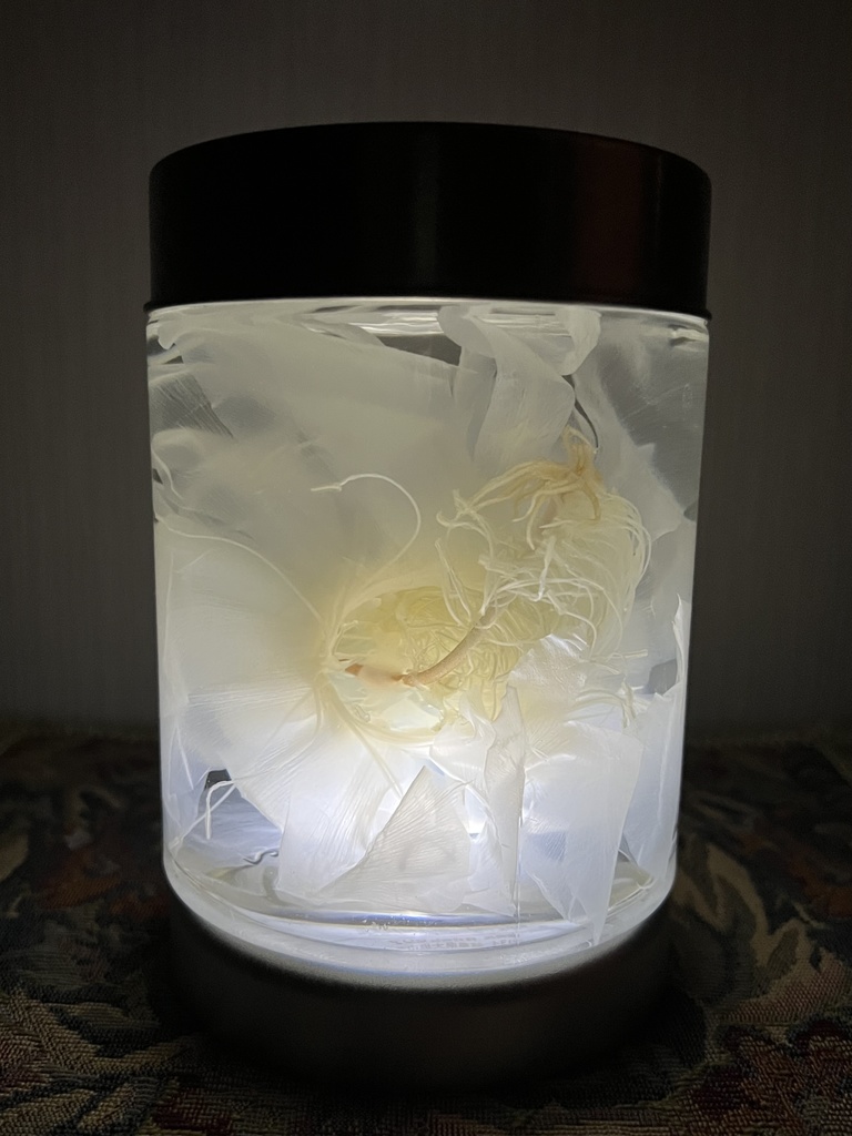 No.27:月下美人標本
