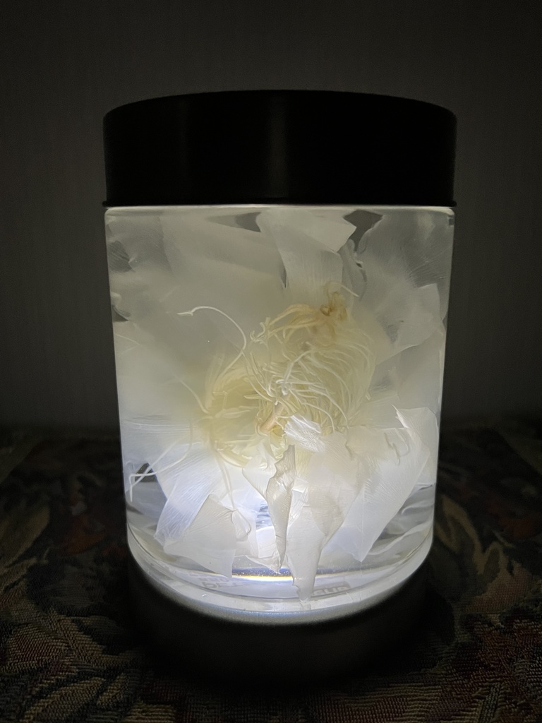 No.27:月下美人標本