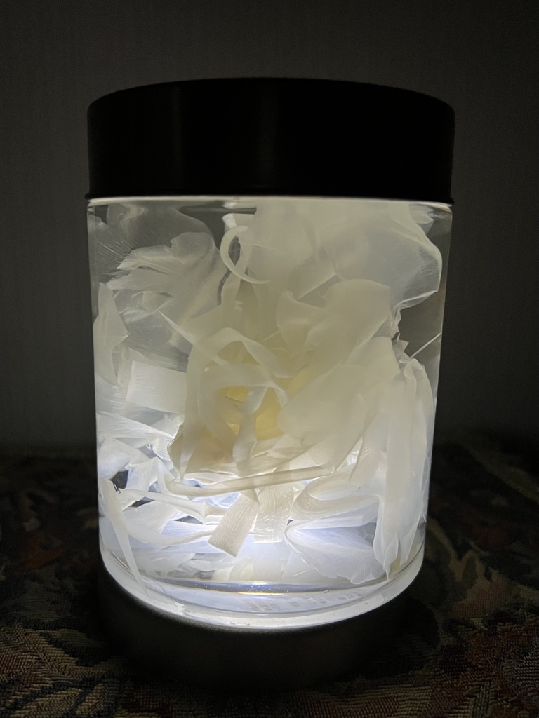 No.27:月下美人標本