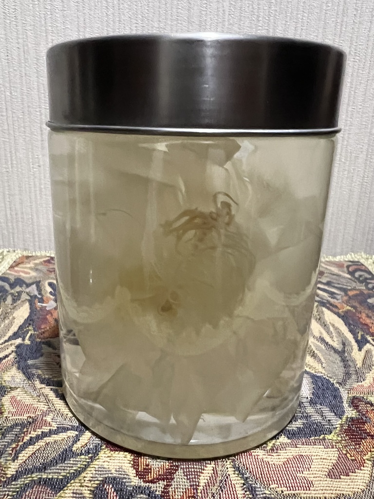 No.27:月下美人標本