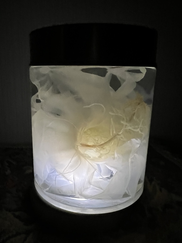 No.27:月下美人標本