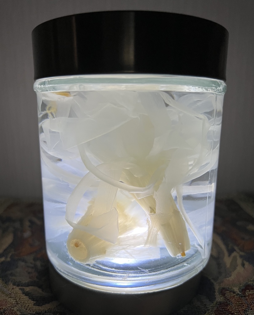 No.28 :双子の月下美人標本