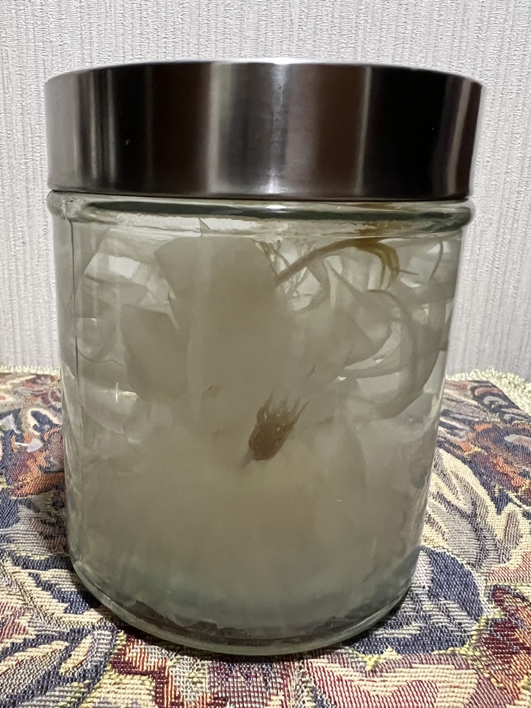 No.28 :双子の月下美人標本