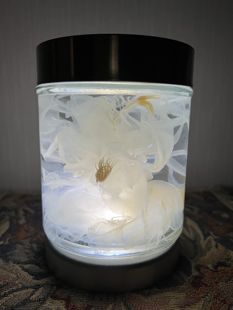 No.28 :双子の月下美人標本