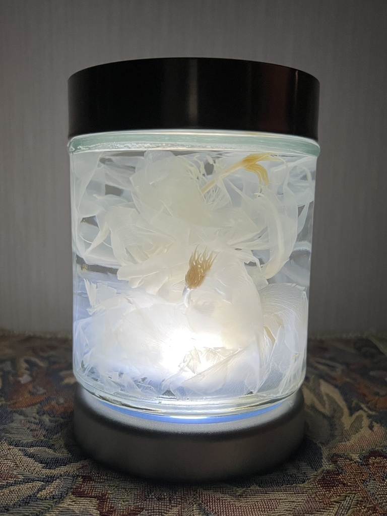 No.28 :双子の月下美人標本