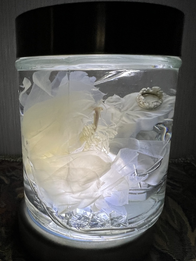 No.30:月下美人標本