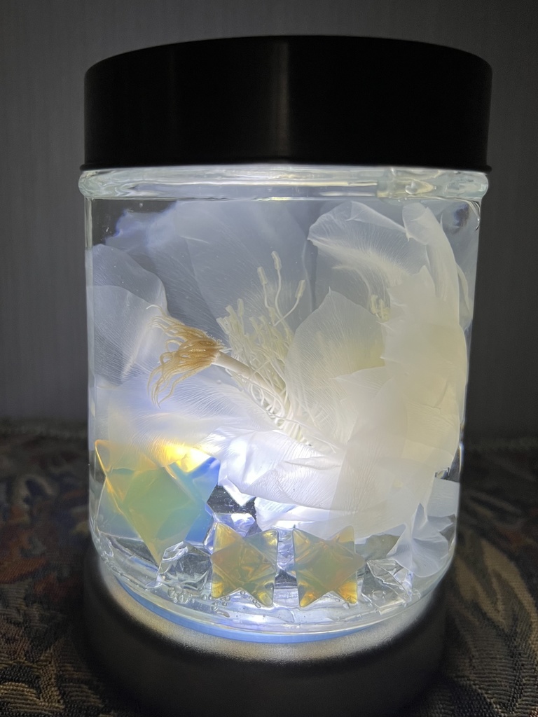 No.31: 星屑の月下美人標本