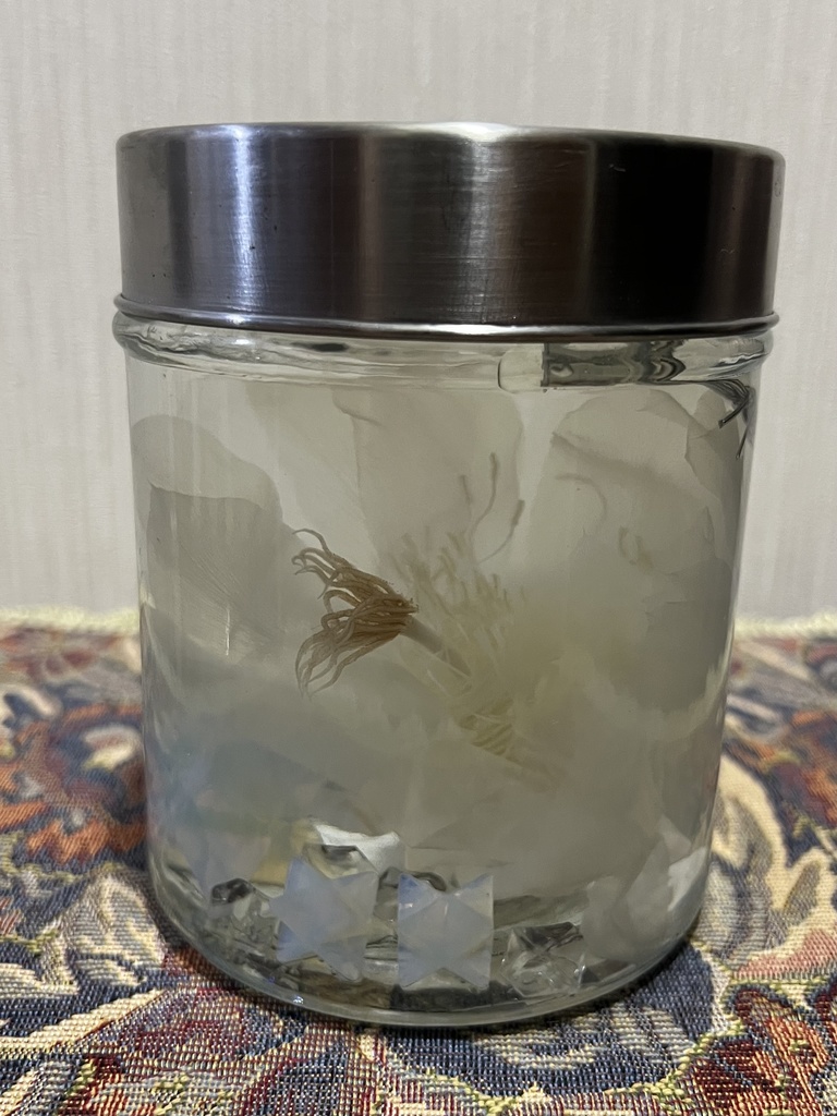 No.31: 星屑の月下美人標本