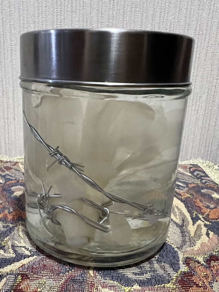 No.31: 星屑の月下美人標本