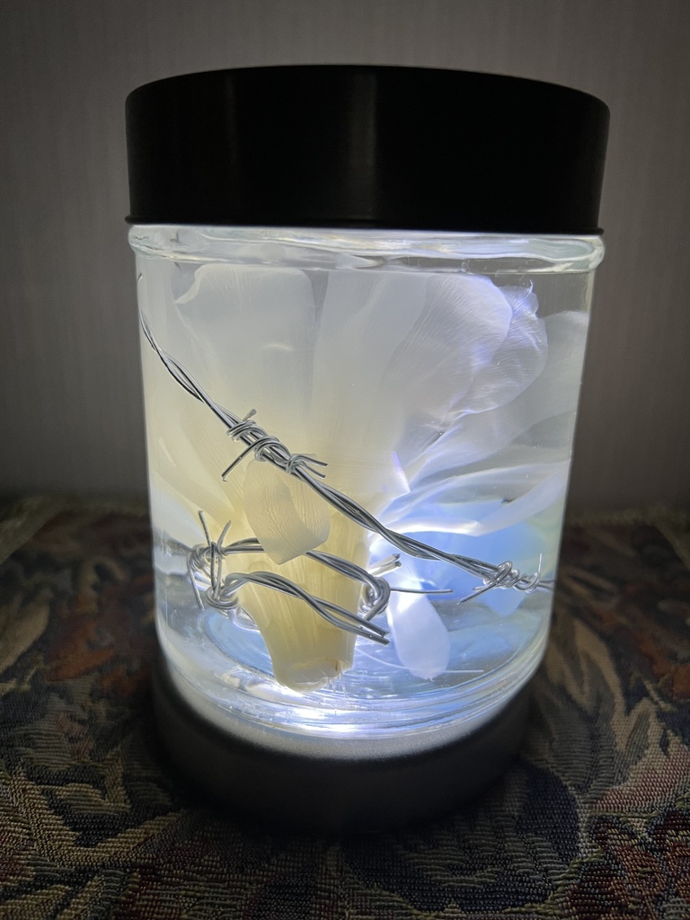 No.31: 星屑の月下美人標本