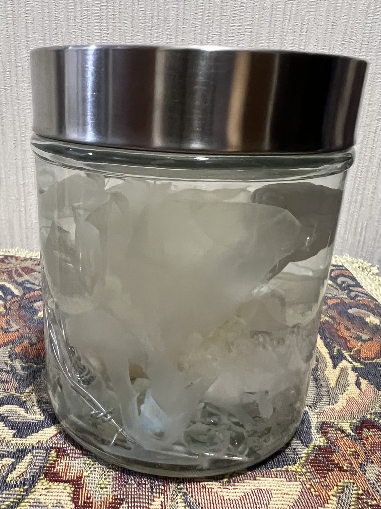 【B級品】月下美人標本