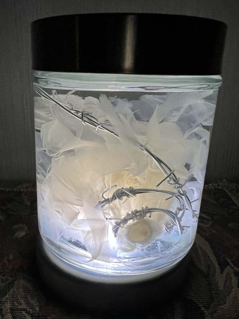 【B級品】月下美人標本