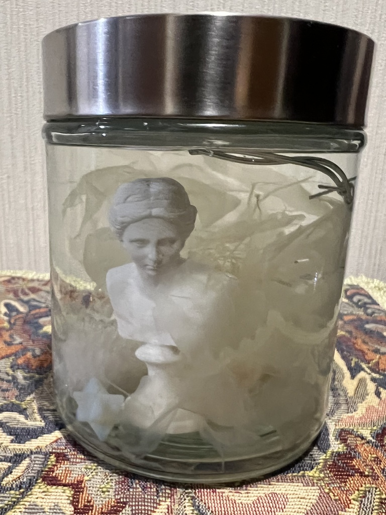 【B級品】月下美人標本