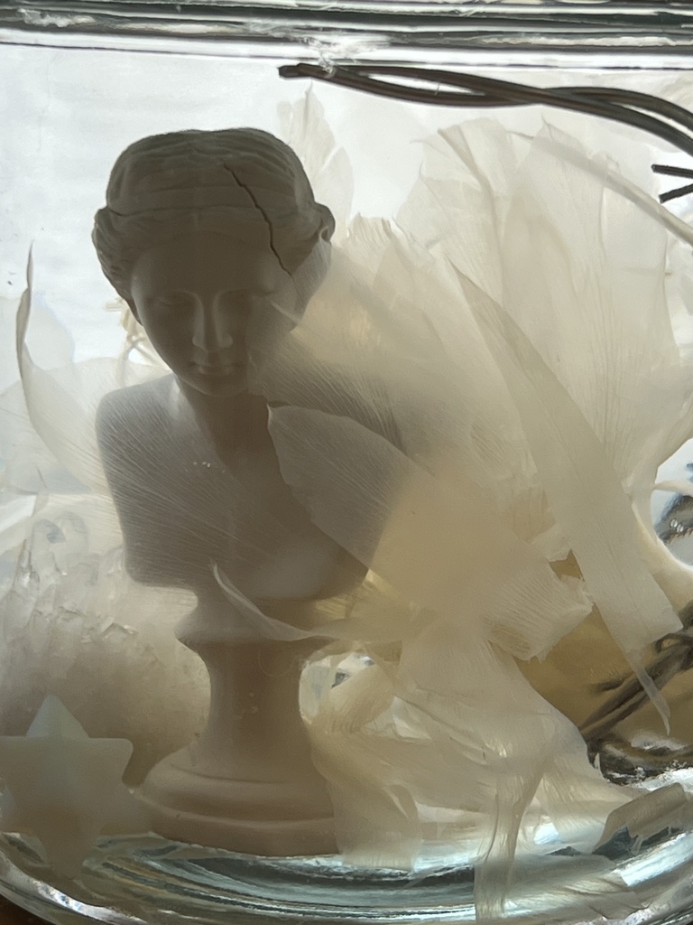 【B級品】月下美人標本