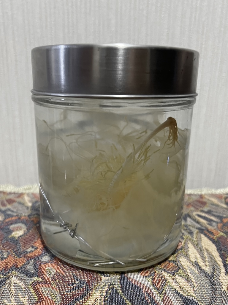 【B級品】月下美人標本