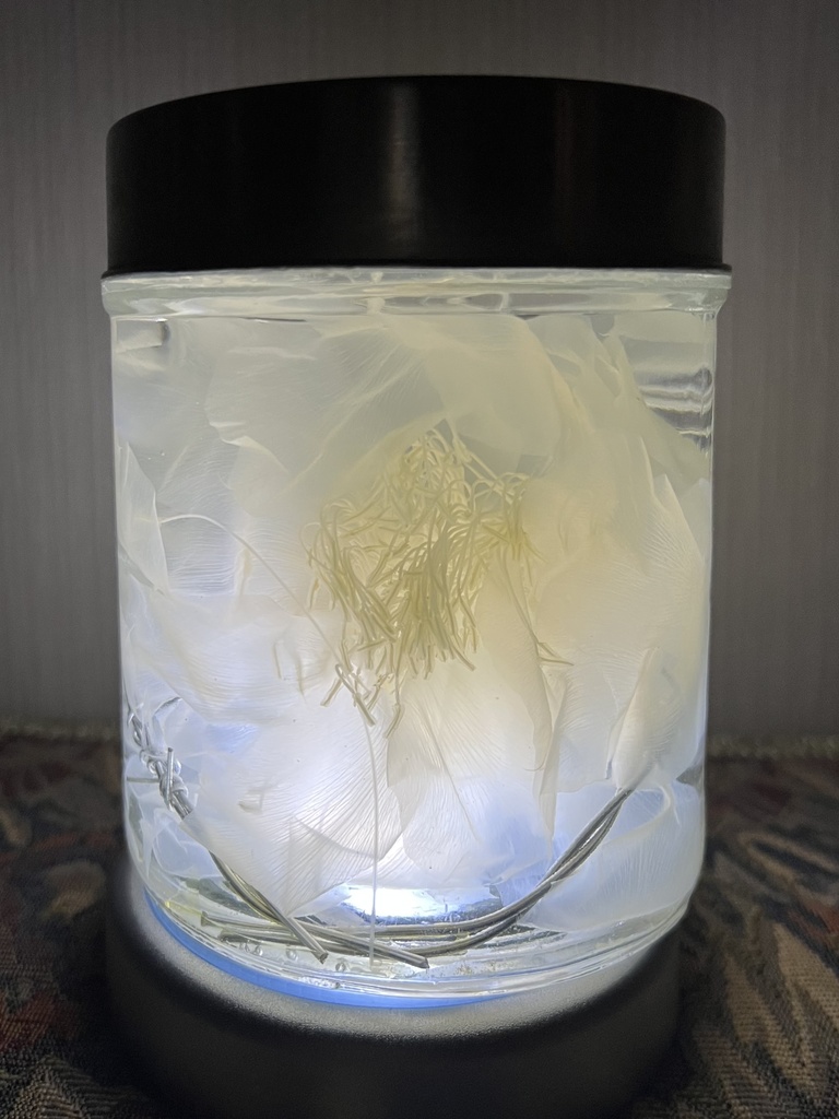 No.32:月下美人標本