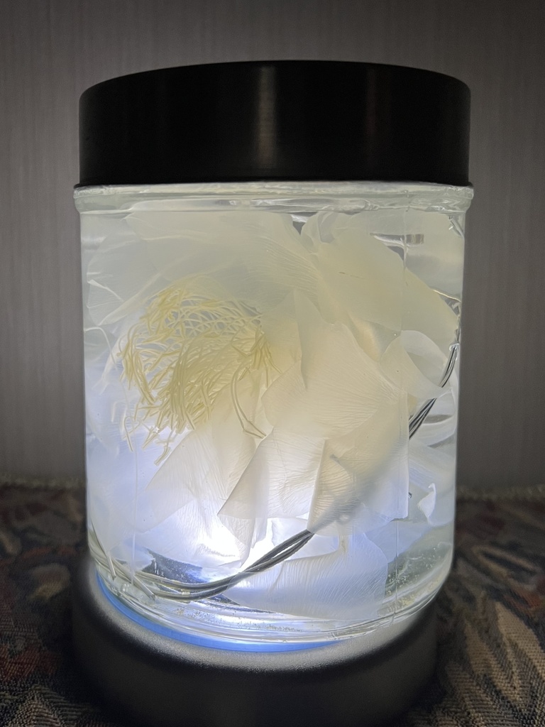 【B級品】月下美人標本