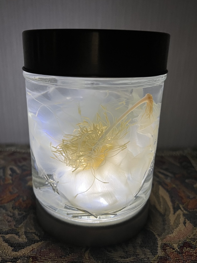 【B級品】月下美人標本