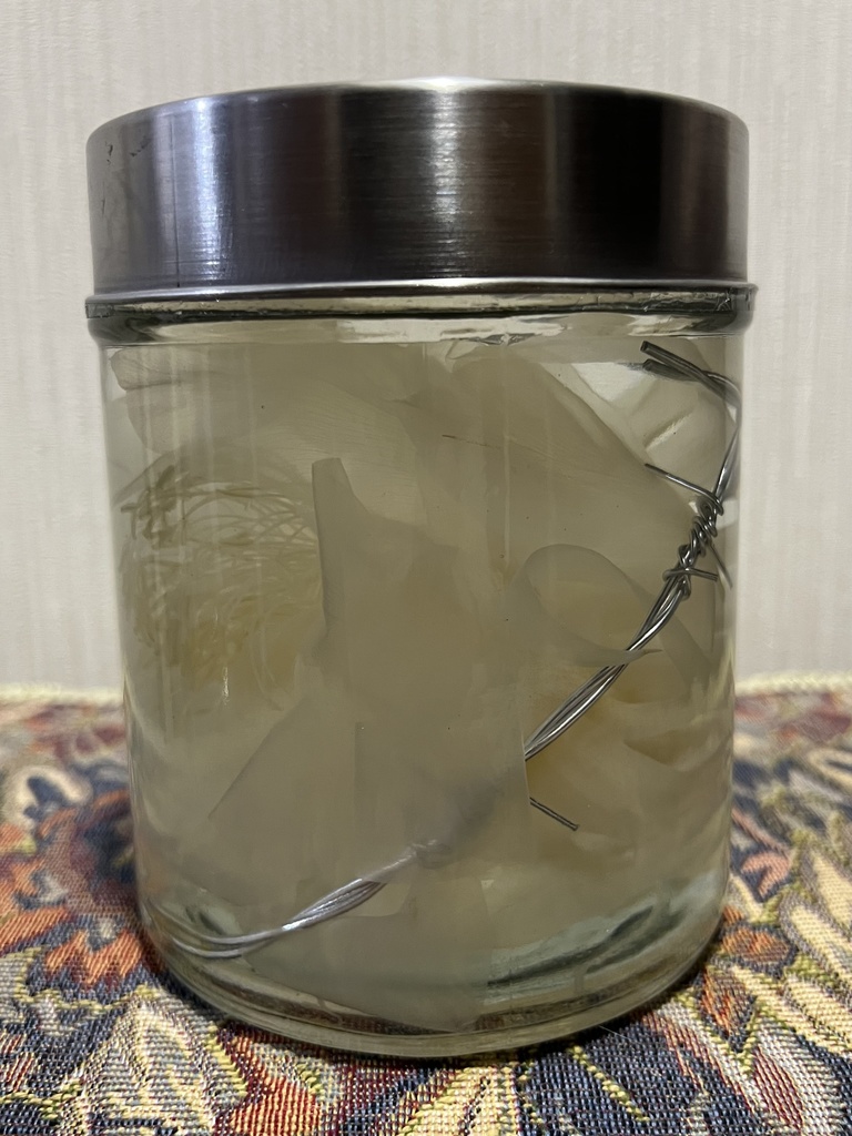 【B級品】月下美人標本