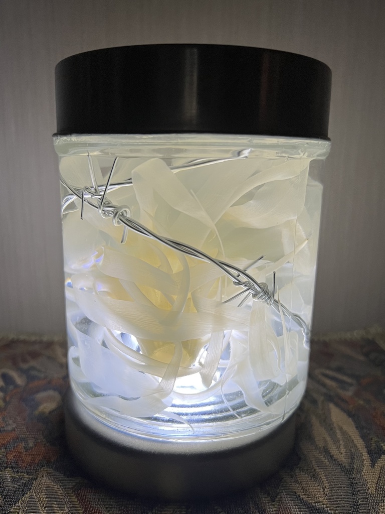 【B級品】月下美人標本