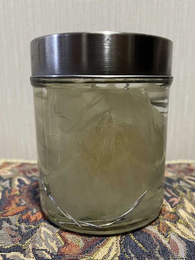 【B級品】月下美人標本