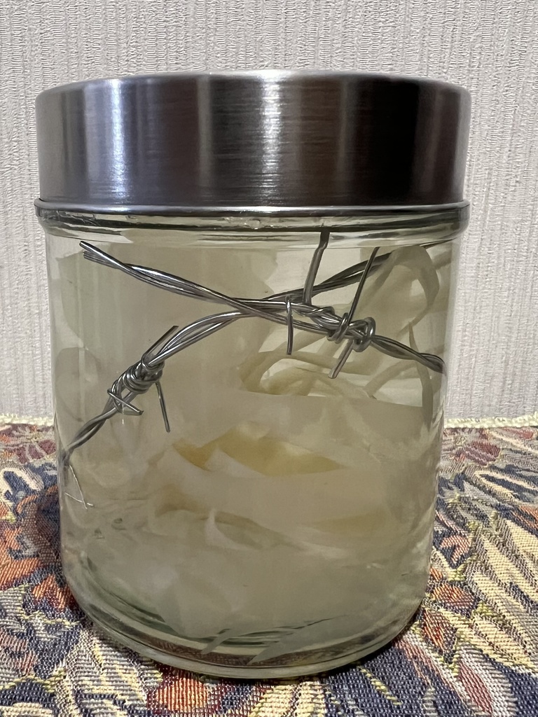 【B級品】月下美人標本