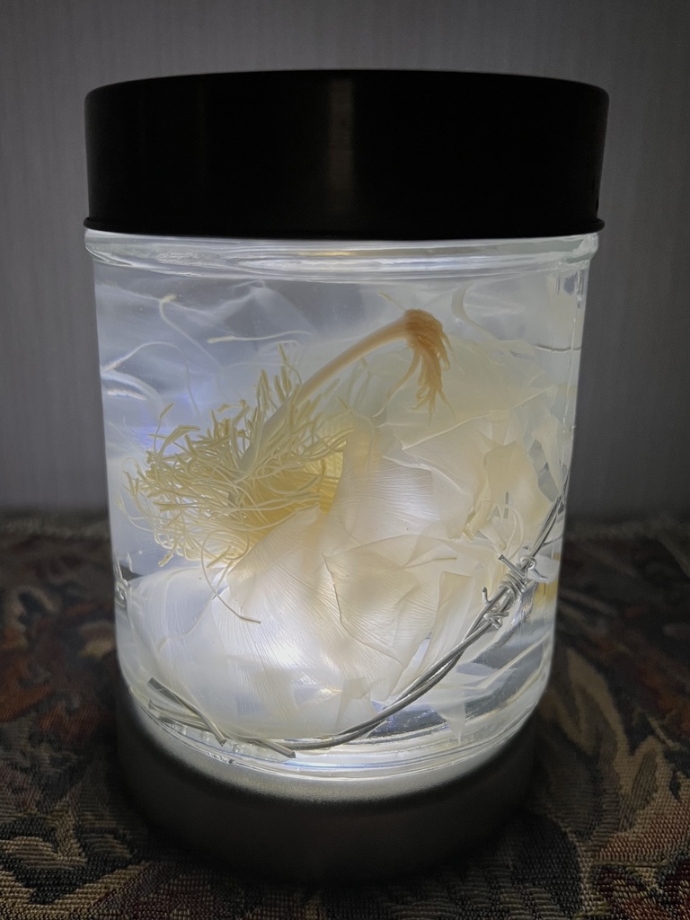 【B級品】月下美人標本