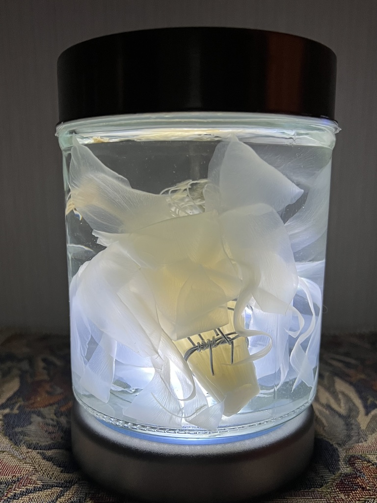 No.34: 月下美人標本