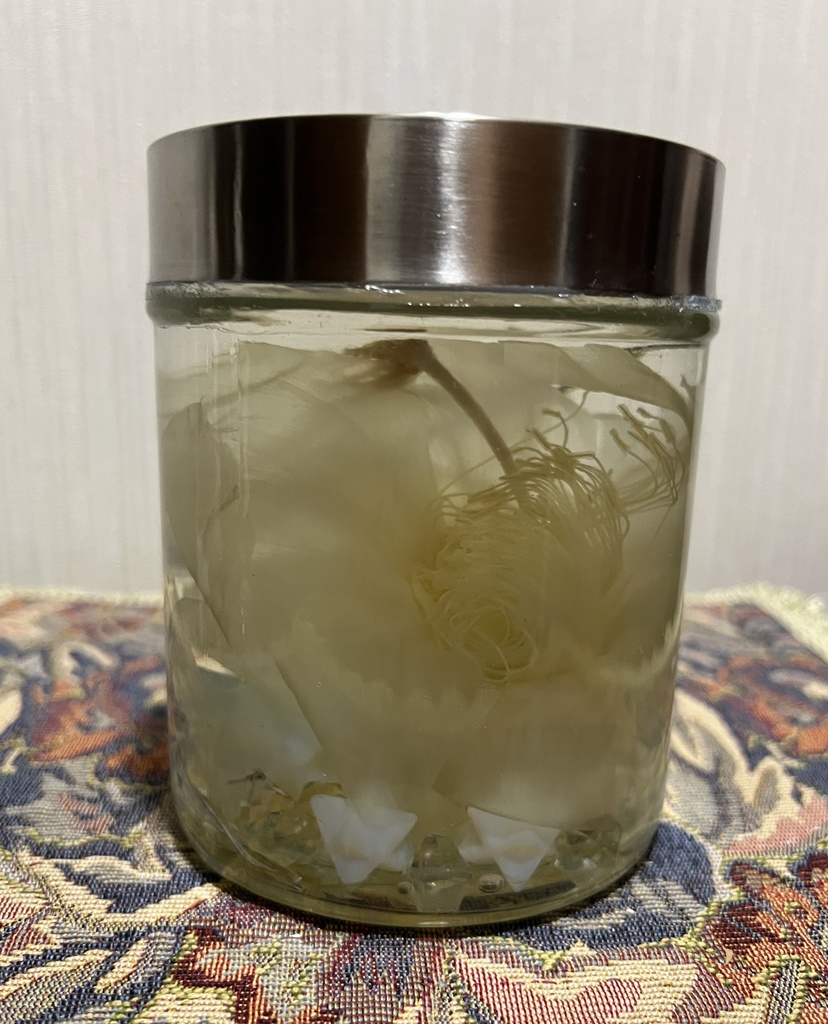 No.33: 星屑の月下美人標本