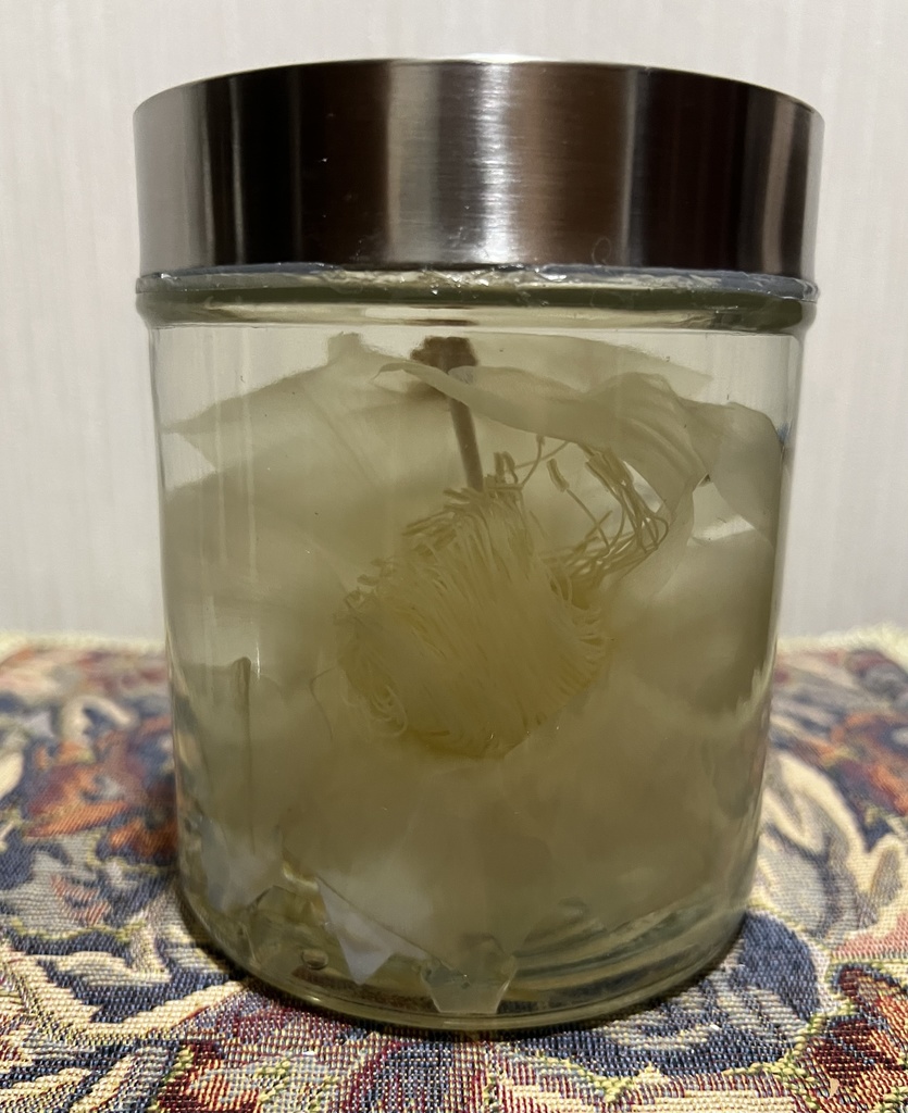 No.33: 星屑の月下美人標本