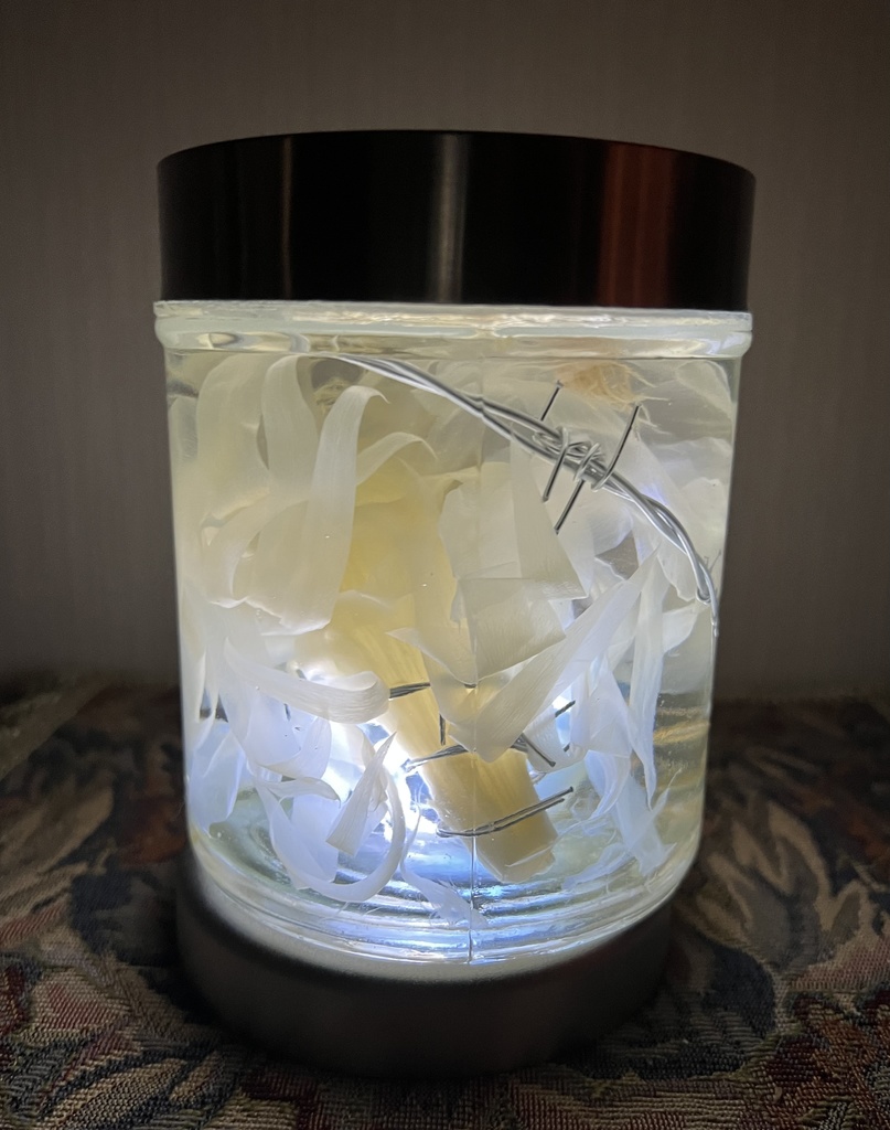 No.33: 星屑の月下美人標本