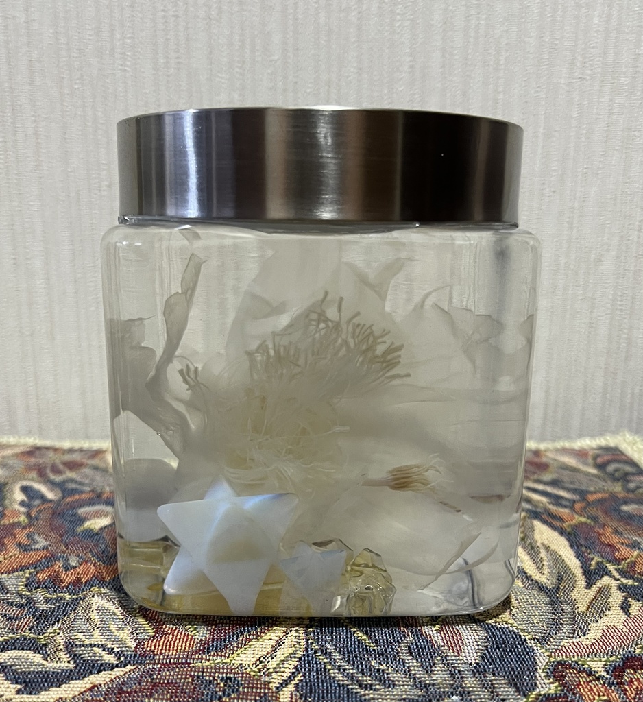 【B級品】星屑の月下美人標本