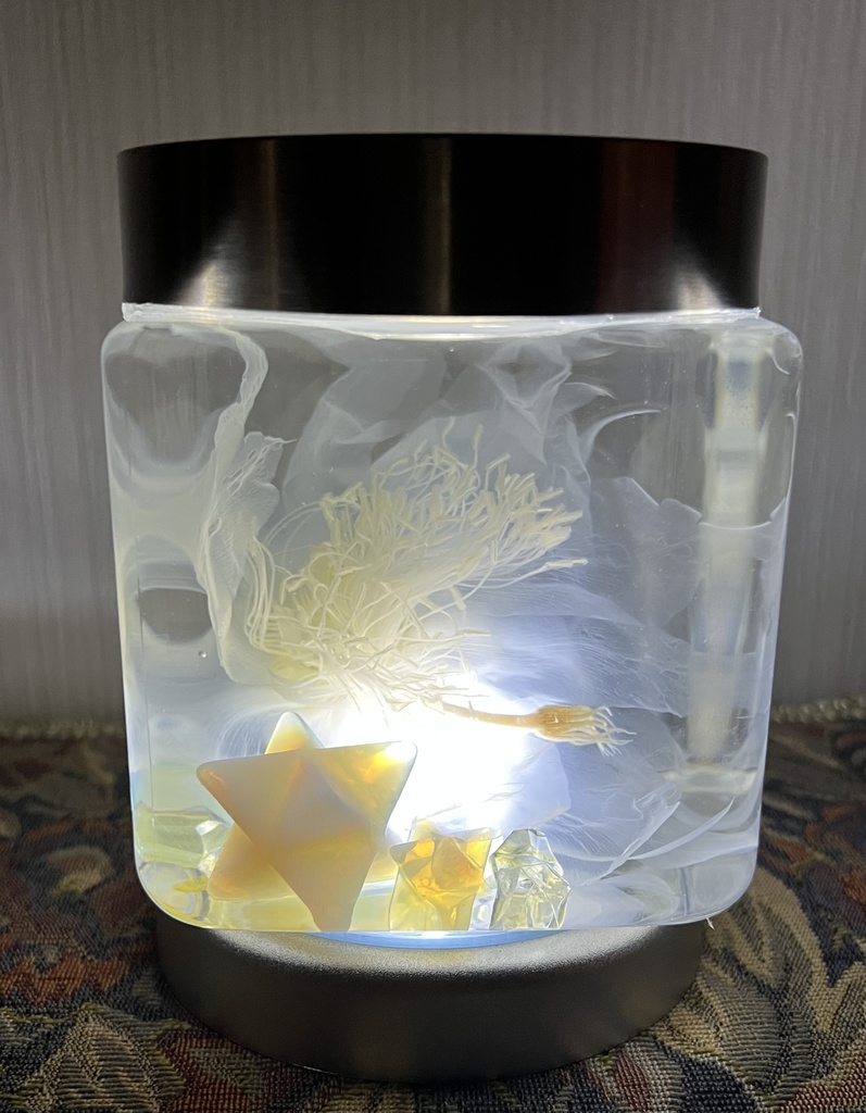 【B級品】星屑の月下美人標本