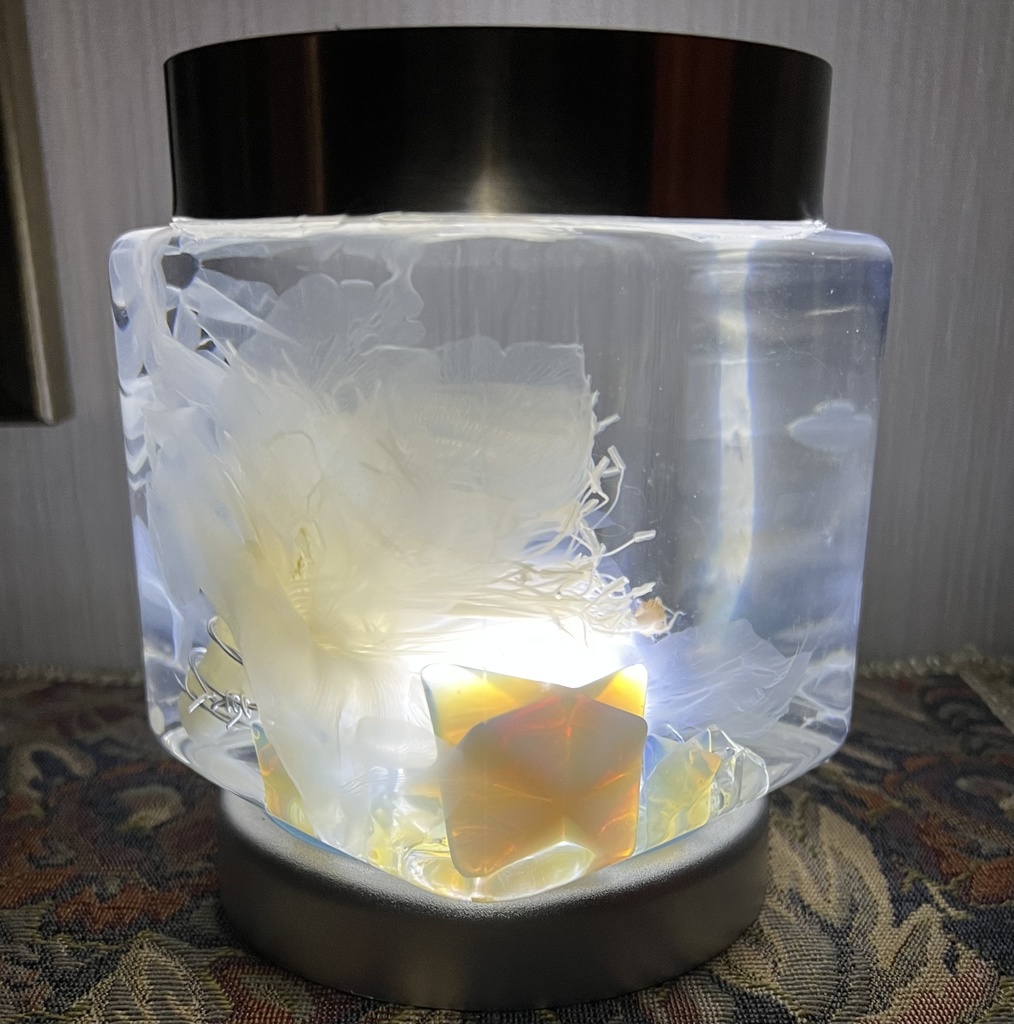 【B級品】星屑の月下美人標本