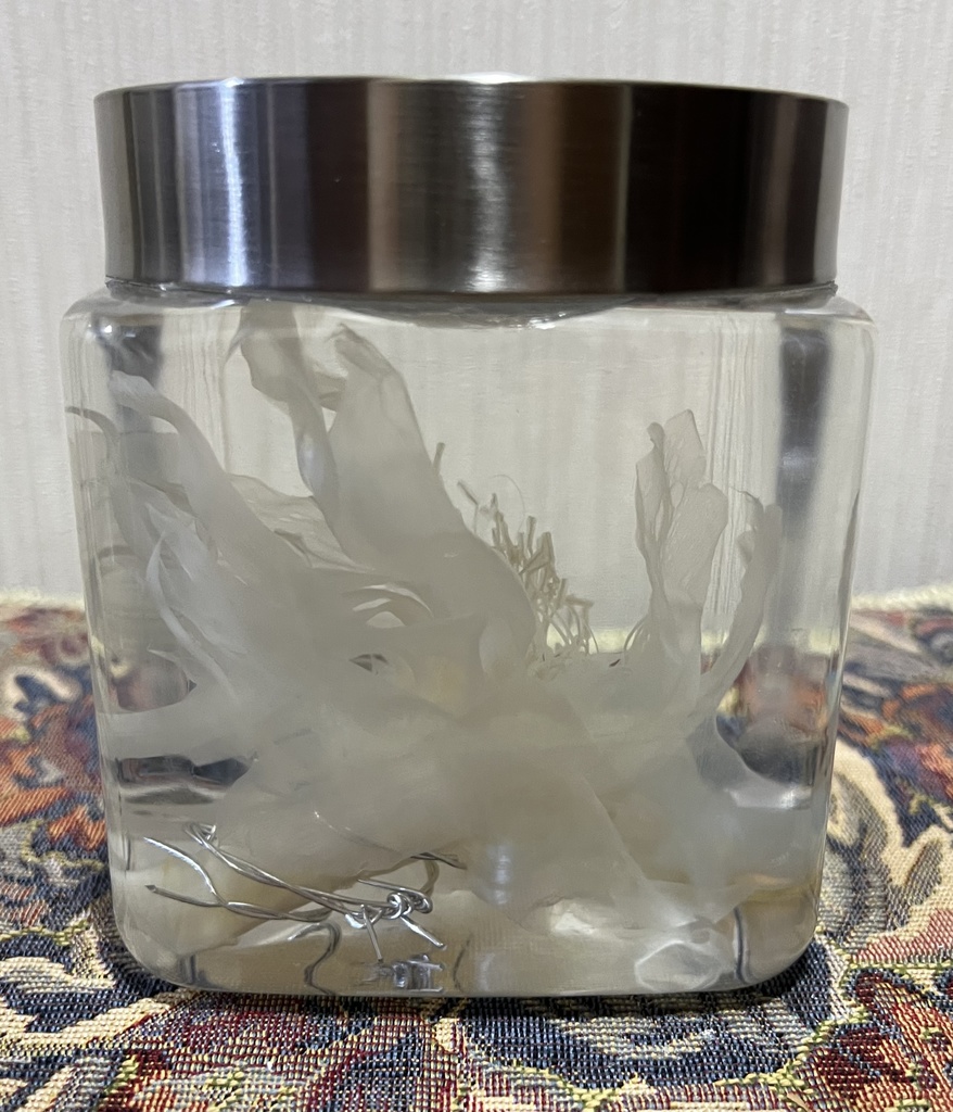 【B級品】星屑の月下美人標本